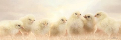 Framed Spring Line Up Print