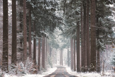 Framed Pines in Winter Dress Print