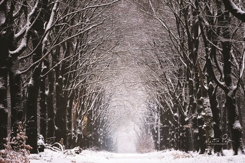 Framed Winter Tunnel Print