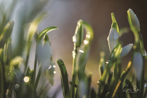Framed Snowdrops II Print