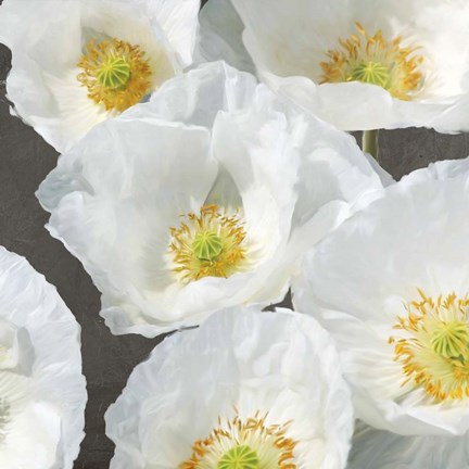 Framed Poppies on Chalkboard II Print