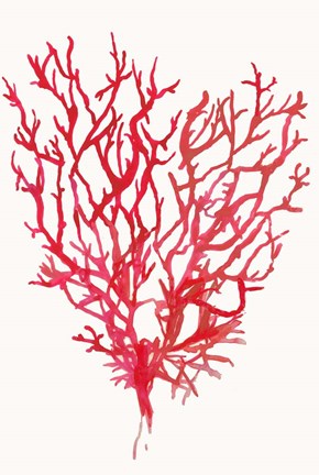 Framed Red Reef Coral II Print