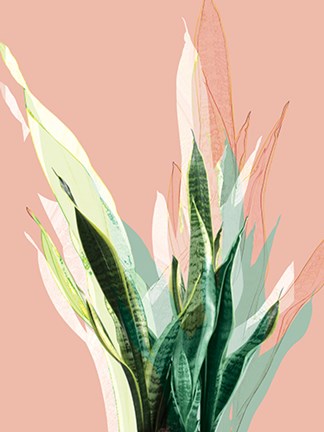 Framed Snake Plant Print