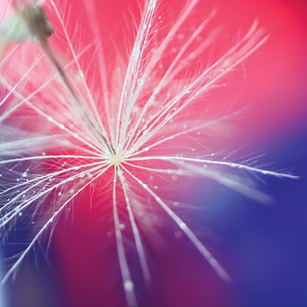 Framed Seed with Water Droplets Print