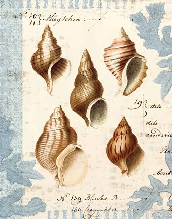 Framed Seashell Collection II Print
