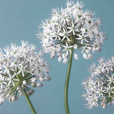 Framed Bliss I Print