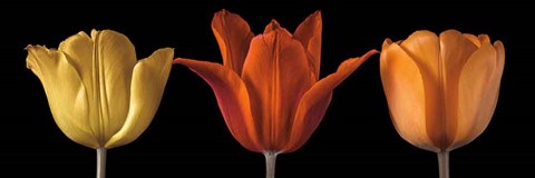 Framed Sunshine Stance Print