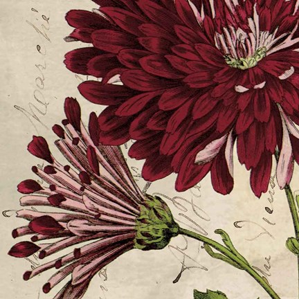 Framed Joyful Bloom II Print