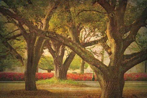 Framed Three Oaks and Azaleas Print