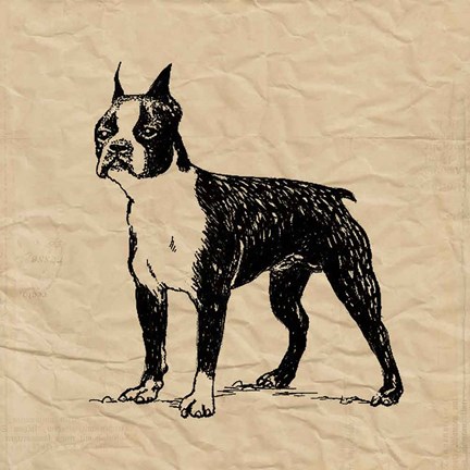 Framed Boston Terrier Print
