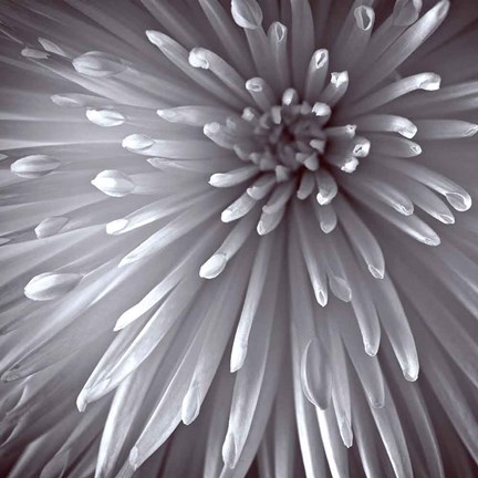 Framed Natural Designs II Print