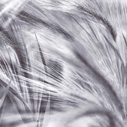 Framed Natural Designs IV Print