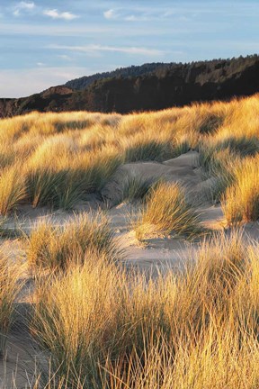 Framed Dune Grass Qnd Beach III Print