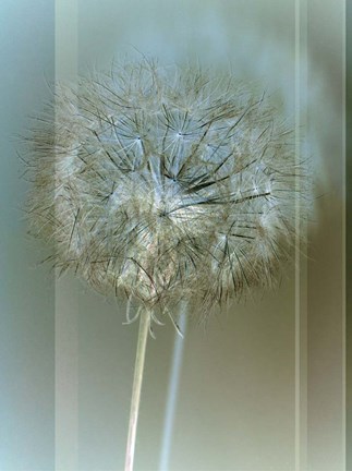 Framed Flaura II Print