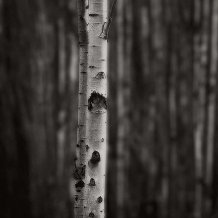 Framed Equilibrium Print