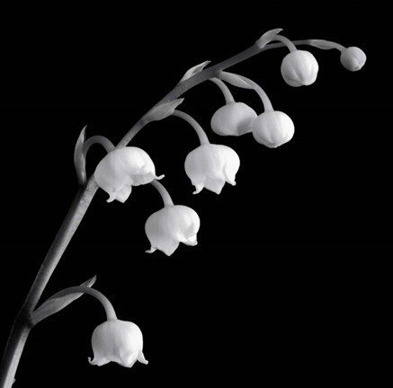 Framed Spring Bells II Print