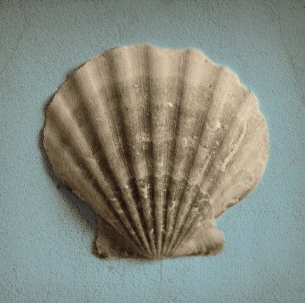 Framed Seashell Study II Print