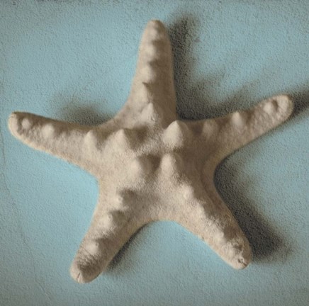 Framed Seashell Study III Print