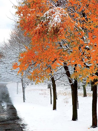 Framed SnowFall III Print