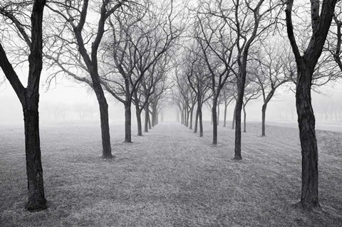 Framed Tunnel of Trees Print