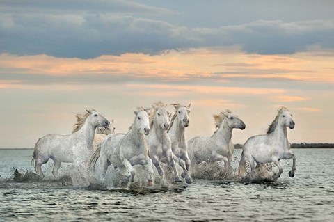 Framed Camargue Horses - France Print