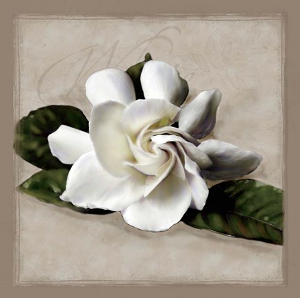 Framed Botanical Gardenia Print