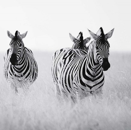 Framed Rendezvous I Print