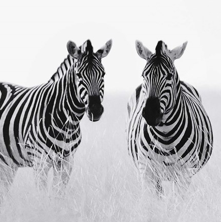 Framed Rendezvous II Print