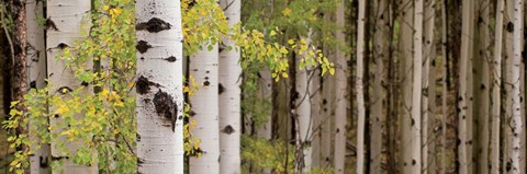 Framed White Forest Standing Print