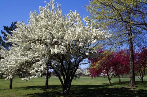 Framed Pin Cherry Tree Blooming, New York Print