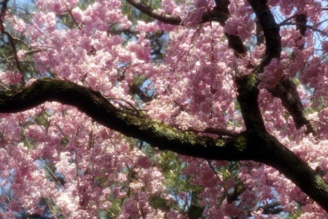 Framed Cherry Blossom Tree In Bloom In Springtime, Tokyo, Japan Print