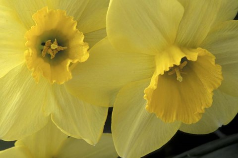 Framed Cache Valley Daffodils, Utah Print