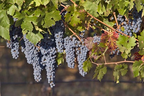Framed Close Up Of Cabernet Sauvignon Grapes In The Haras De Pirque Vineyard, Chile, South America Print