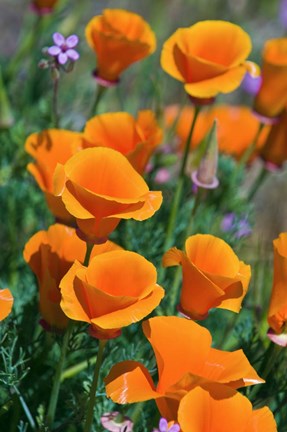 Framed California Poppies, Antelope Valley, California Print