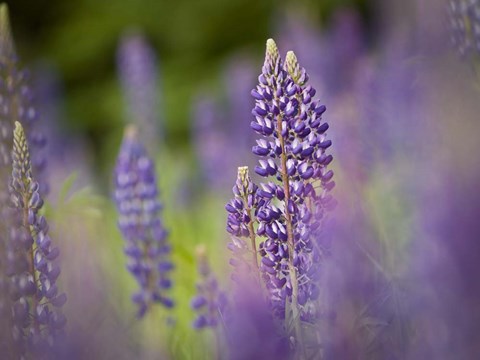Framed Lupine Near Silver Bay, Northeastern Minnesota 1 Print