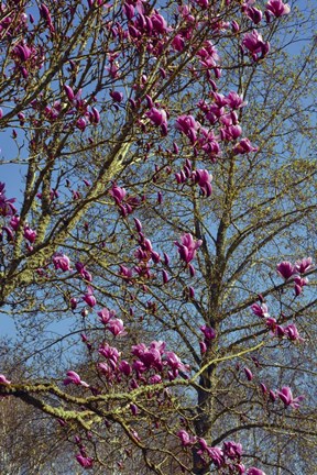 Framed Magnolia Blossoms, Oregon Garden, Silverton, Oregon Print