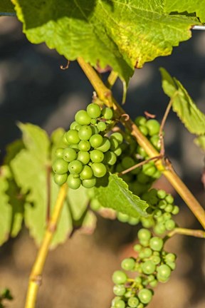 Framed Pinot Gris Wine Grapes Ripen At A Whidbey Island Vineyard, Washington Print