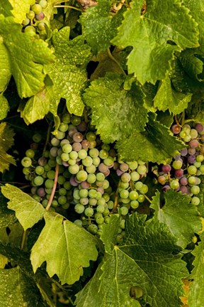 Framed Pinot Grapes In Veraison In Vineyard In The Okanogan Valley, Washington Print