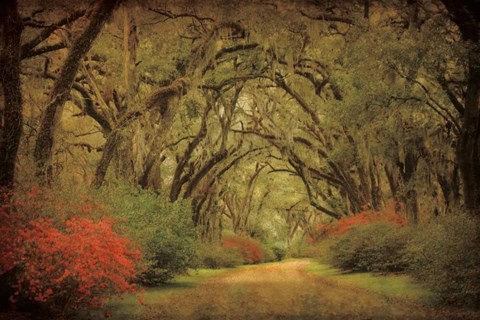 Framed Road Lined With Oaks &amp; Flowers Print