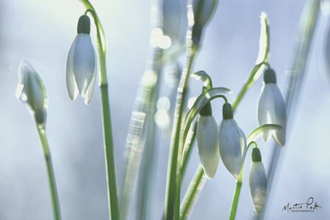 Framed Couple of Snowdrops Print