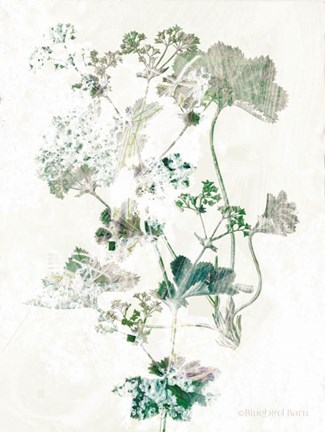 Framed Geranium Botanical Print