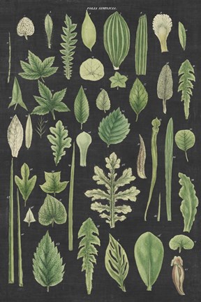 Framed Assortment of Leaves II Charcoal Crop Print