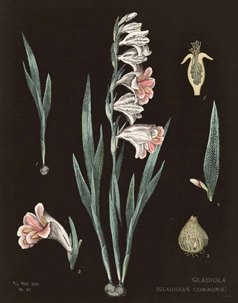 Framed Gladiola Chart Cool Print