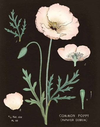 Framed Poppy Chart Cool Print