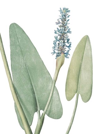 Framed Summer Botanicals IV on White Print