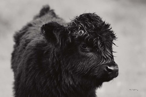 Framed Scottish Highland Cattle XI BW Print