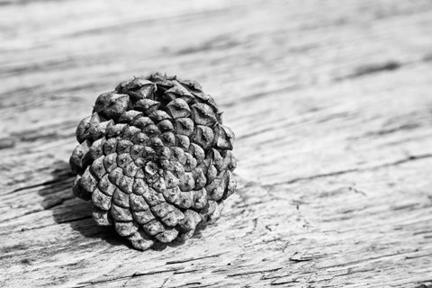 Framed Pinecone Print