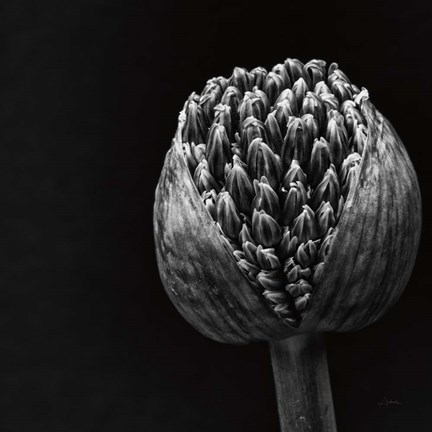 Framed Allium II Print