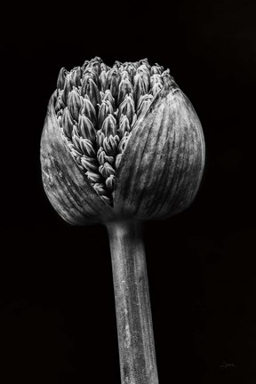 Framed Allium I Print