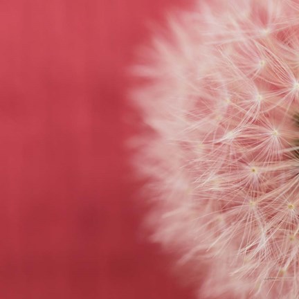 Framed Dandelion on Red II Print